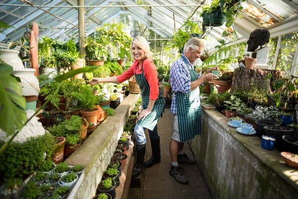 Couple  working at greenhouse — Stock Photo, Image