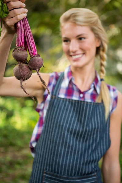 Gardener holding beets at garden — Stock Photo, Image