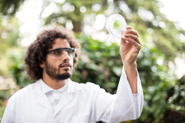 Cientista masculino examinando folha na placa de Petri — Fotografia de Stock