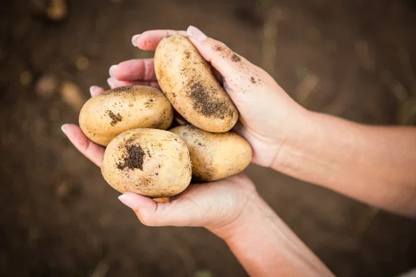 Gardener holding potatoes at garden — Stock Photo, Image
