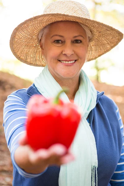 Gardener holding red bell pepper at garden — Stock Photo, Image