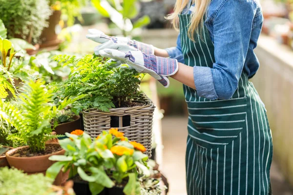 Jardinero que arregla las plantas en invernadero —  Fotos de Stock