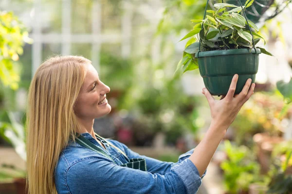 女人挂在温室盆栽的植物 — 图库照片