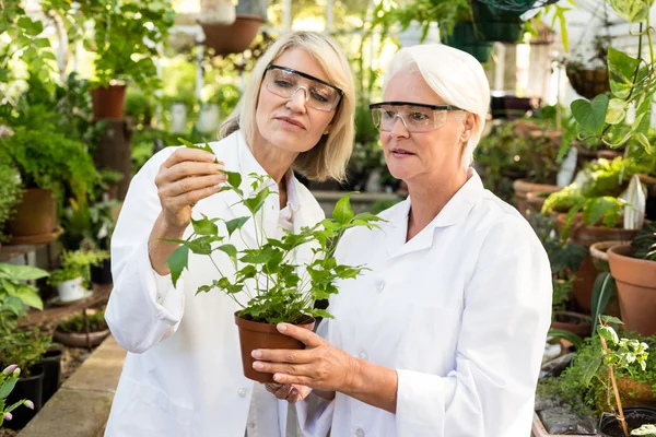 Colegas examinando planta em vaso — Fotografia de Stock