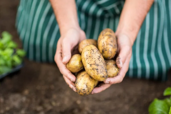 Zahradník, sklizeň brambor na skleník — Stock fotografie