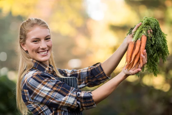 Giardiniere che detiene carote raccolte — Foto Stock