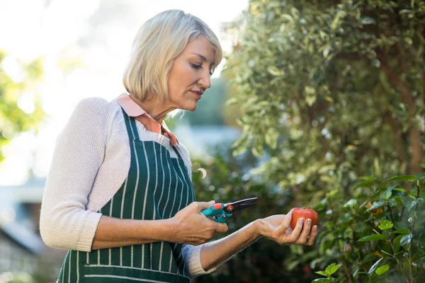 Bahçıvan tutarak kırpma makasları ve domates — Stok fotoğraf