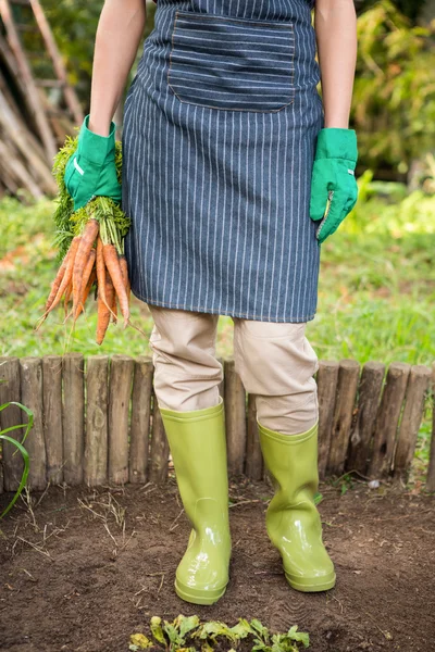 Jardinero con zanahorias en el jardín — Foto de Stock