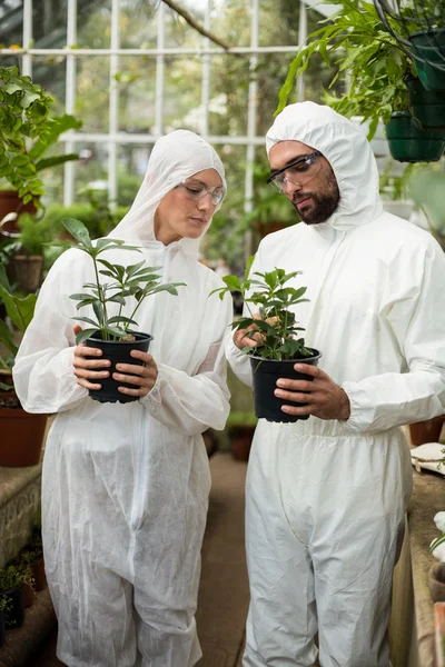 Cientistas examinando plantas em vasos — Fotografia de Stock
