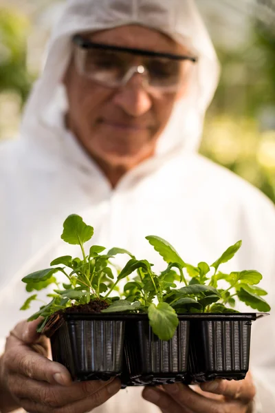 Mužské vědec v čistých šatech zkoumání rostliny — Stock fotografie
