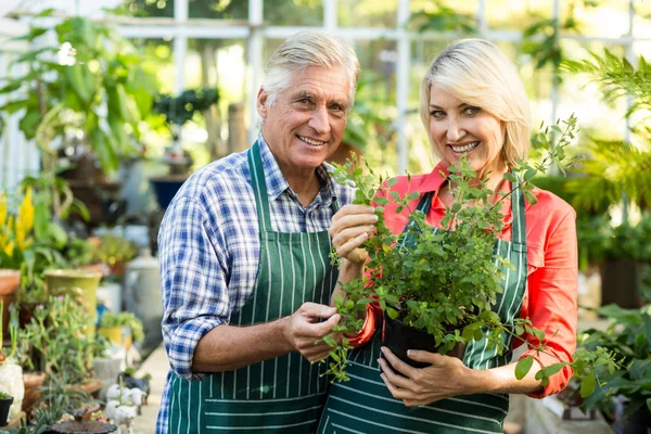 Pareja sosteniendo planta en maceta en invernadero —  Fotos de Stock