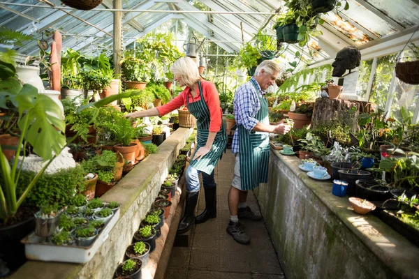 Couple working at greenhouse — Stock Photo, Image