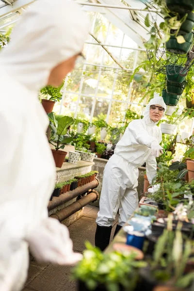 Female coworkers working at greenhouse — Stock Photo, Image
