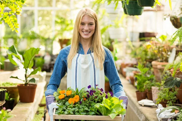 Ägare genom blommor låda i växthus — Stockfoto