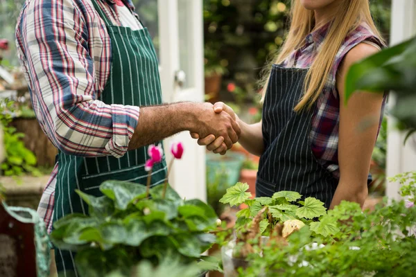 Colleghi che stringono la mano a serra — Foto Stock