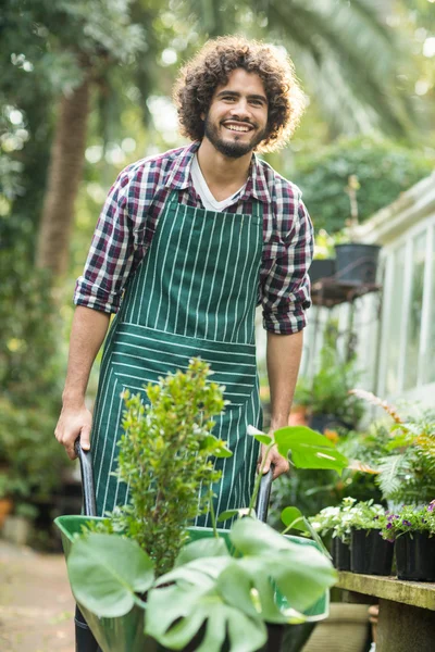 Feliz jardinero masculino llevando plantas en carretilla — Foto de Stock