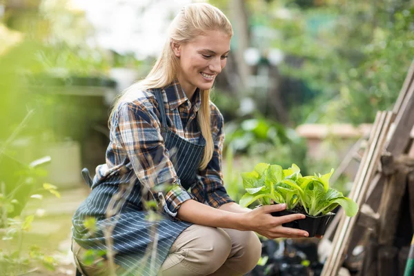 Hembra jardinero explotación planta — Foto de Stock