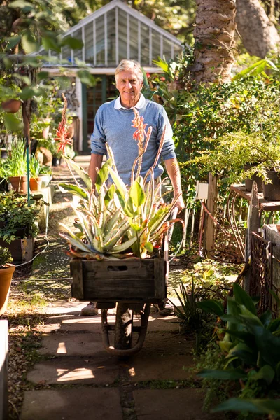 Gardener pushing wheelbarrow in garden — Stock Photo, Image