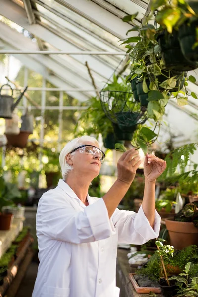 Cientista examinando folhas de plantas — Fotografia de Stock