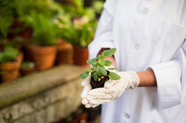 Scientist holding plants at greenhouse clipart