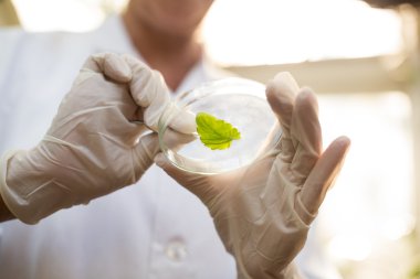 scientist holding leaf with tweezers clipart