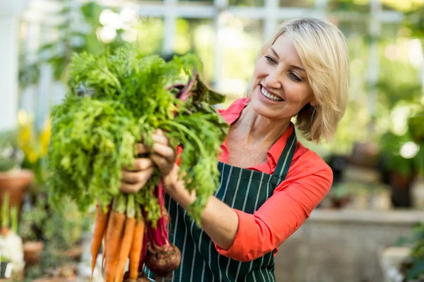 Giardiniere che tiene carote fresche a serra — Foto Stock