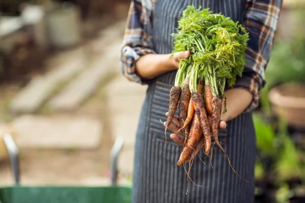 Woman holding harvested carrots at greenhouse — Stock Photo, Image