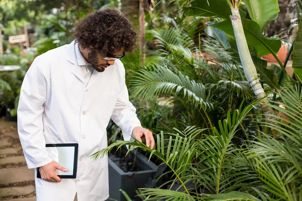 Científico masculino examinando plantas en invernadero — Foto de Stock
