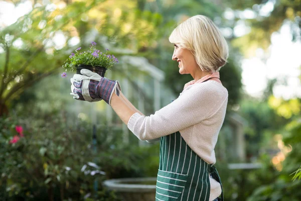 Jardineiro maduro segurando planta com flores — Fotografia de Stock