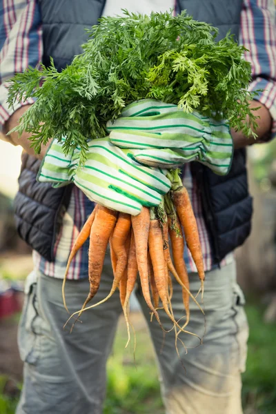 Εργαζόμενος κρατώντας δέσμη φρέσκα καρότα — Φωτογραφία Αρχείου