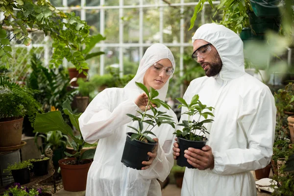 Scientists in clean suit examining potted plants — Stock Photo, Image