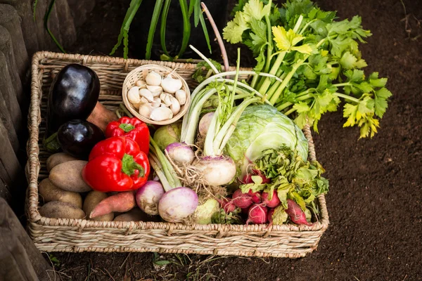 Groenten in rieten kist op tuin — Stockfoto