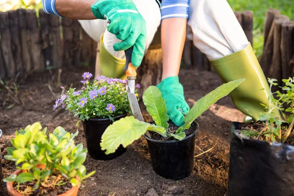 Giardiniere piantare piante in vaso in giardino — Foto Stock