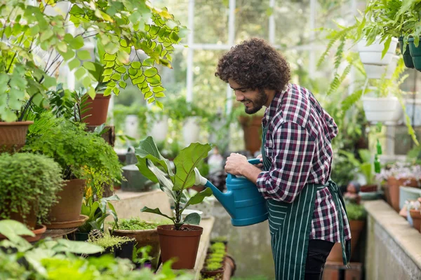 Mannelijke tuinman drenken planten op broeikasgassen — Stockfoto