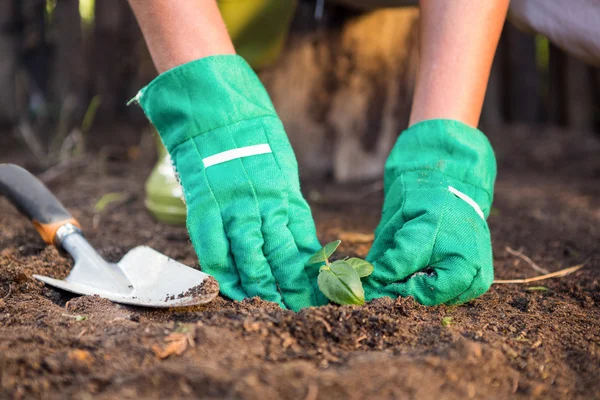 Jardinero plantación de plántulas en la tierra en el jardín —  Fotos de Stock