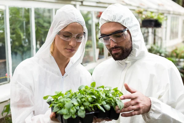 Coworkers in clean suit examining potted plants — Stock Photo, Image