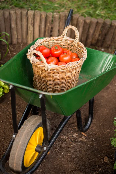 Cestino di pomodori in carriola a giardino — Foto Stock