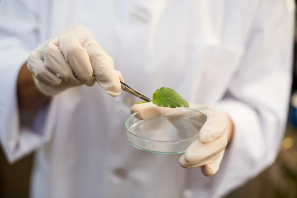 Scientist holding leaf with tweezers — Stock Photo, Image