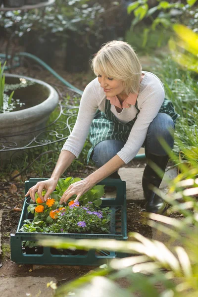 Vrouwelijke tuinman regelen van planten in krat — Stockfoto