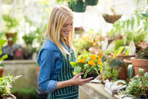 Jardinero sosteniendo planta en maceta — Foto de Stock