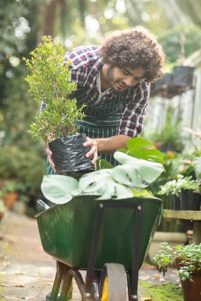 Jardineiro masculino mantendo plantas em vaso no carrinho de mão — Fotografia de Stock