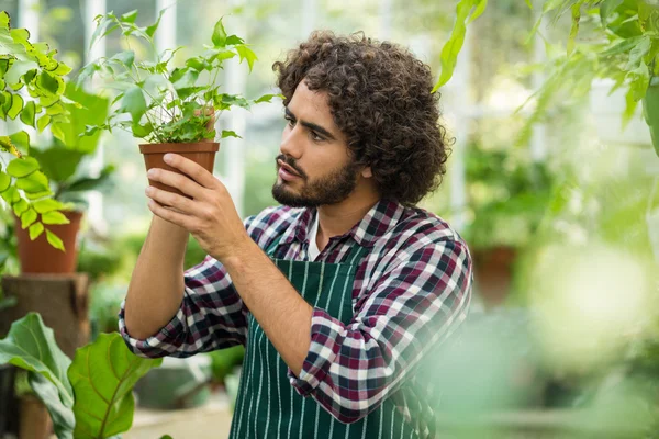 Jardinier mâle examinant la plante en pot — Photo