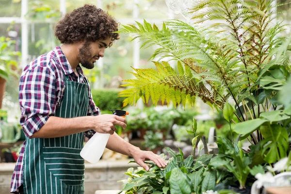 Giardiniere maschio spruzzando acqua sulle piante — Foto Stock