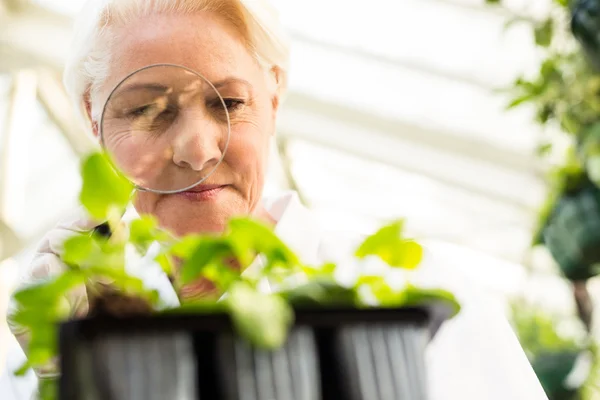 Cientista feminina examinando plantas — Fotografia de Stock