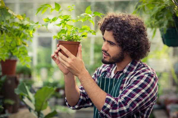 Jardinero masculino examinando planta en maceta — Foto de Stock