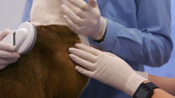 Veterinären undersöker hunden — Stockvideo