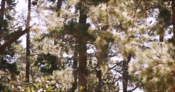 Vista de los árboles en el bosque — Vídeos de Stock