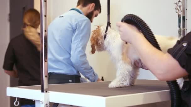 Groomer torkning en hund — Stockvideo