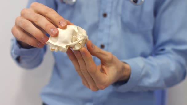 Il veterinario sta esaminando lo scheletro di un animale domestico — Video Stock