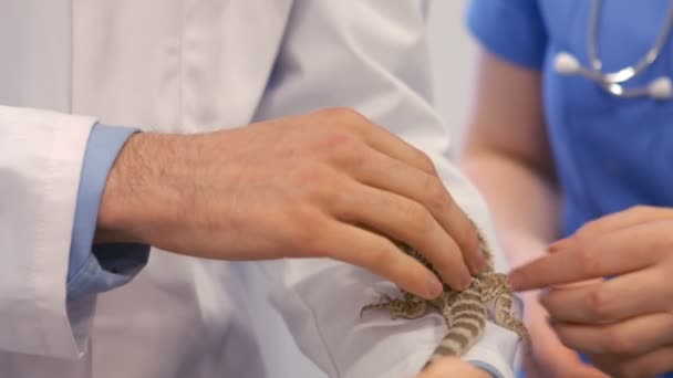 Two vets petting a lizard — Stock Video